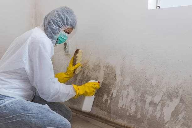 Best Commercial Mold Removal  in Trenton, TN