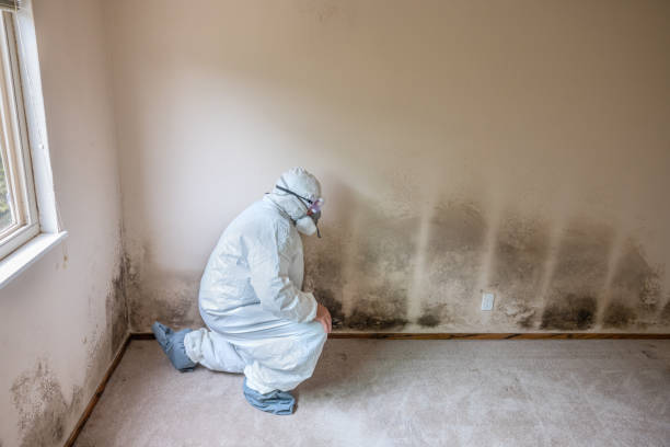 Best Toxic Mold Removal  in Trenton, TN