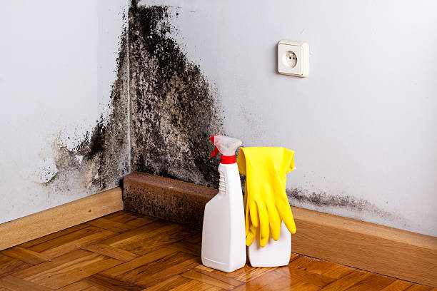 Best Crawl Space Mold Removal  in Trenton, TN
